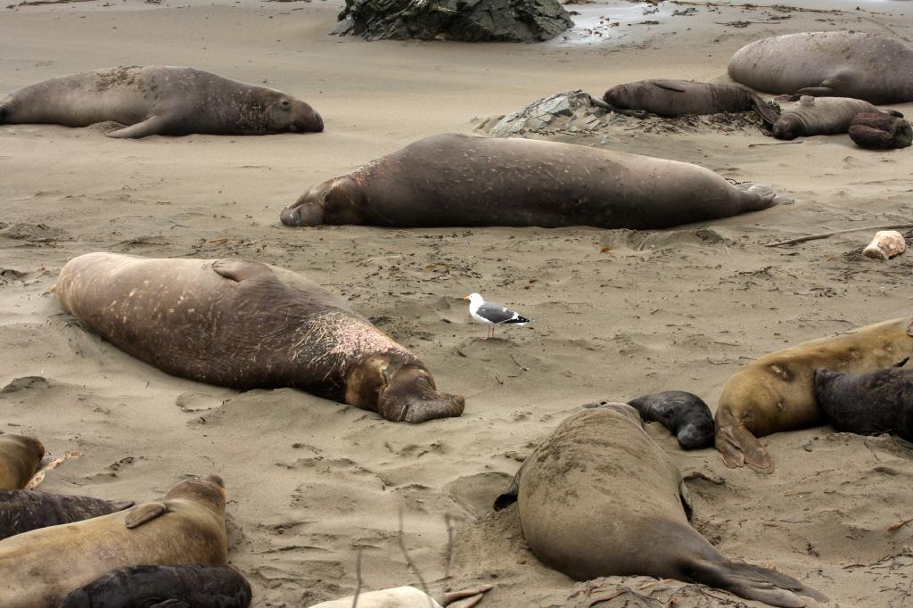 SSM_8495.jpg - The rest of them didn't seem to care too much. This kind of thing goes on all the time out here
