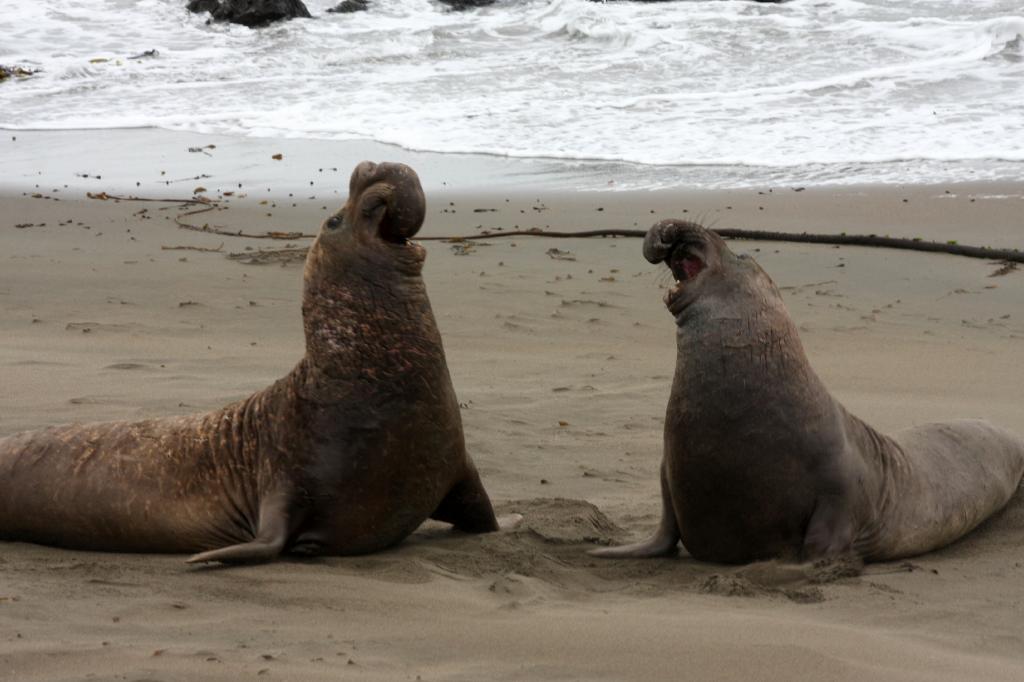 SSM_8500.jpg - And then the fight broke out...