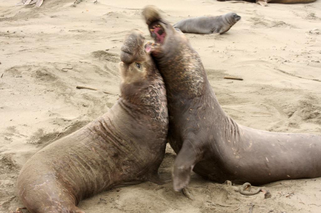 SSM_8505.jpg - And they are viscious when they fight!