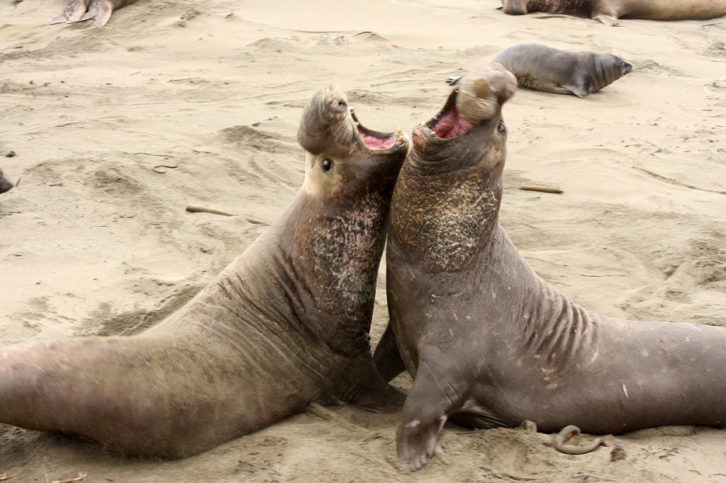 SSM_8506.jpg - It's amazing how quickly they can move as well