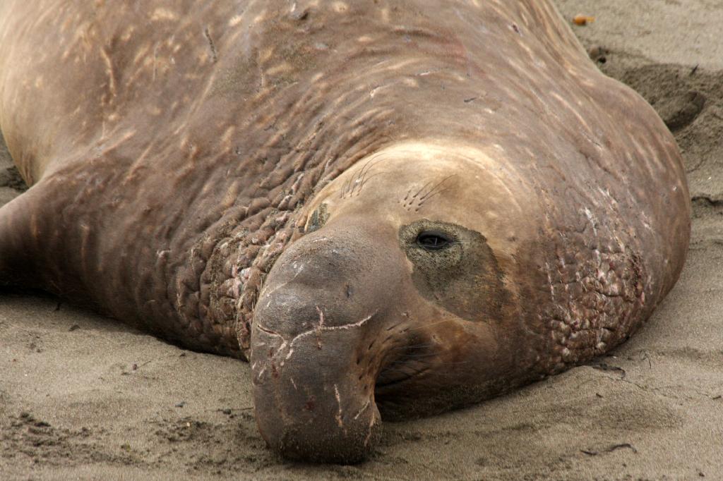 SSM_8519.jpg - This is what an old bull elephant seal looks like after years of turf battles. Check out all the scars.