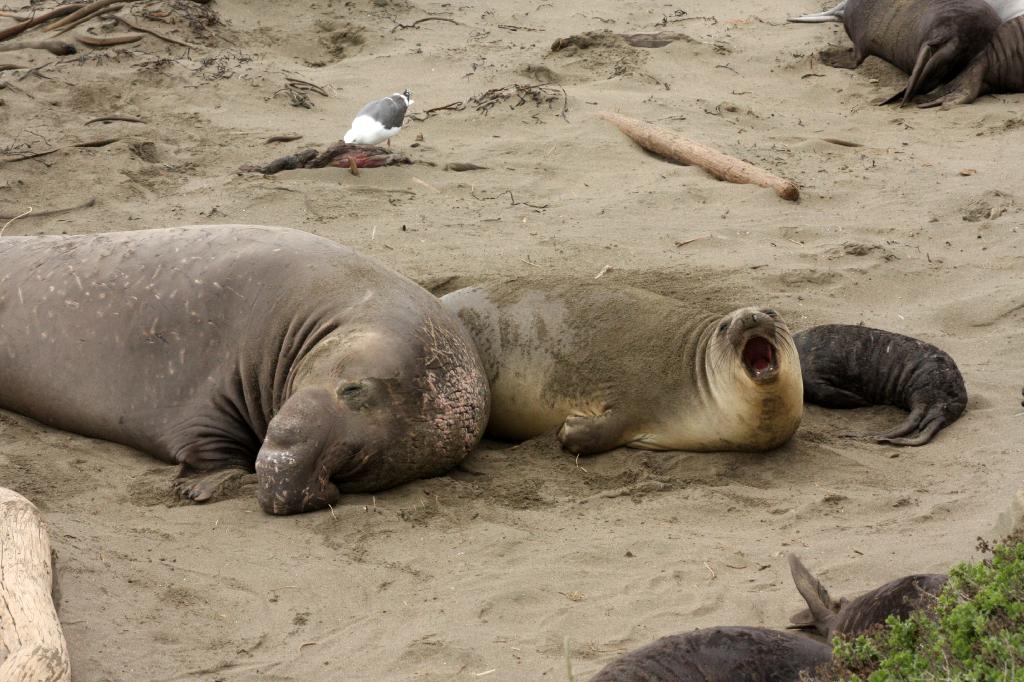 SSM_8529.jpg - Awww, the little family napping together, except for mom reminding dad to take out the garbage