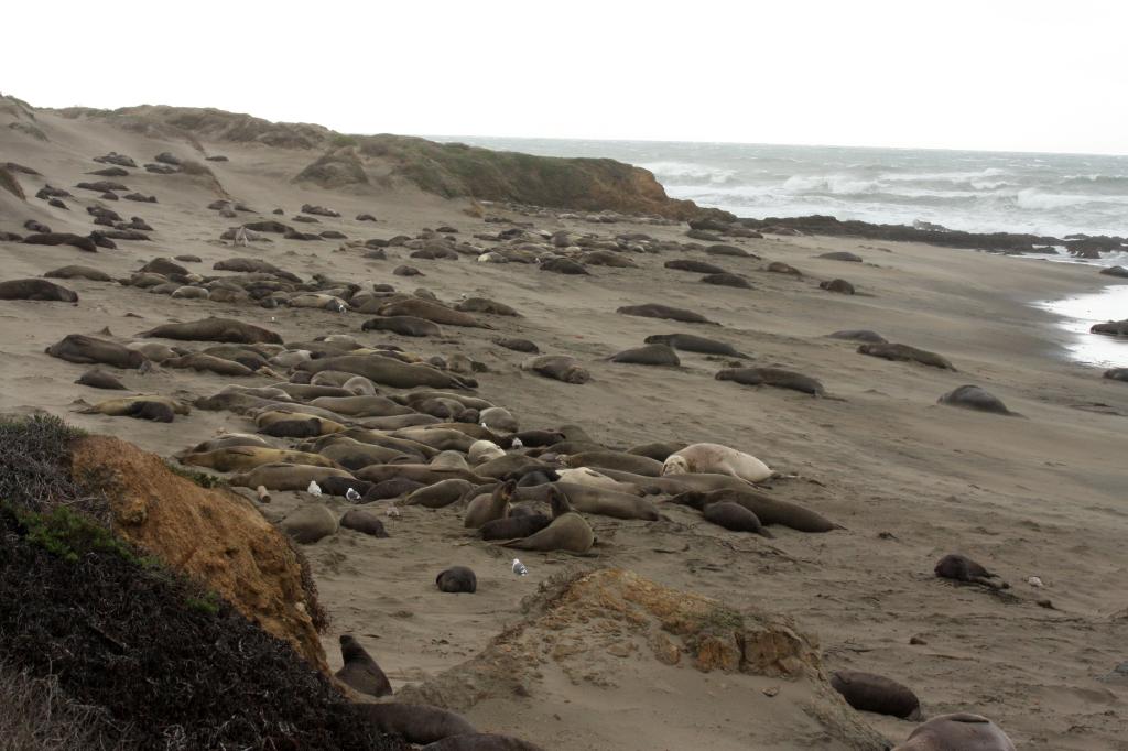 SSM_8535.jpg - Elephant seals on the south end of the beach