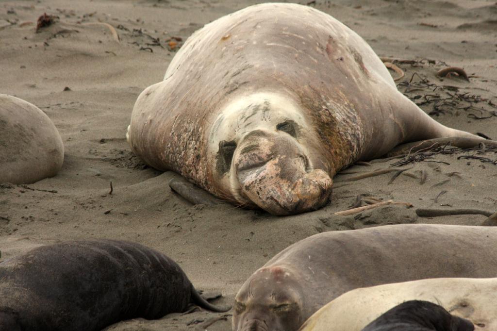 SSM_8546.jpg - This old guy looks like he deserves a nap