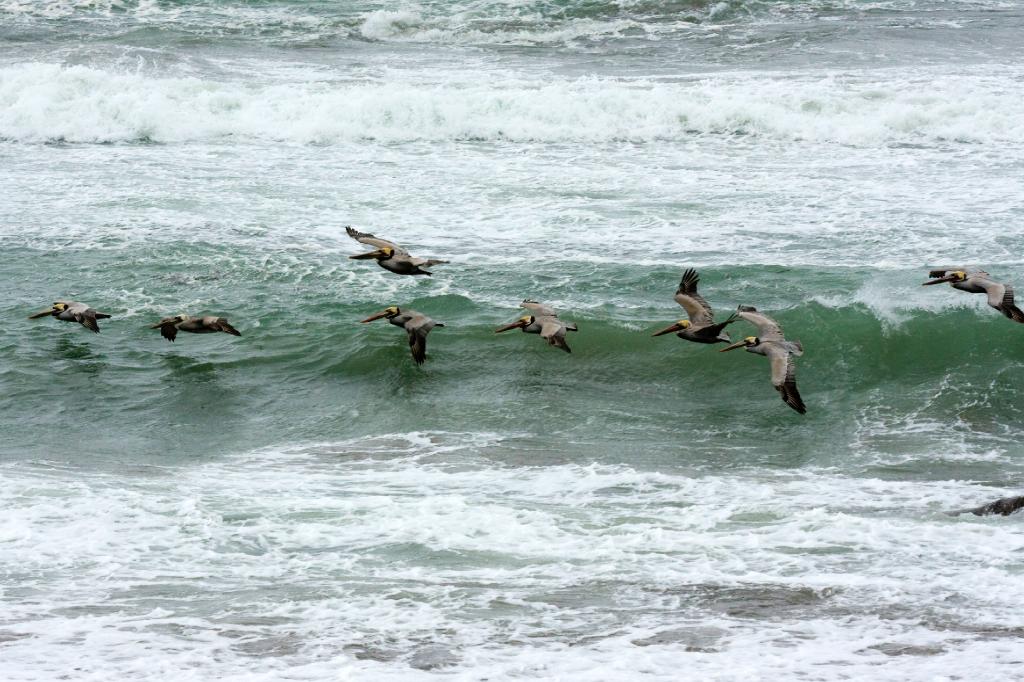 SSM_8548.jpg - Flock of pelicans skimming the waves looking for fish