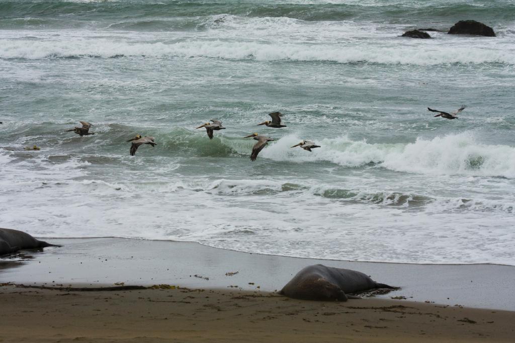 SSM_8551.jpg - I don't know how they avoid getting caught in the waves