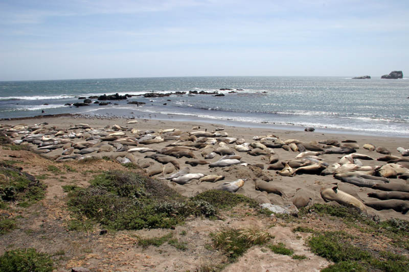 Elephant seals at Piedras Blancas