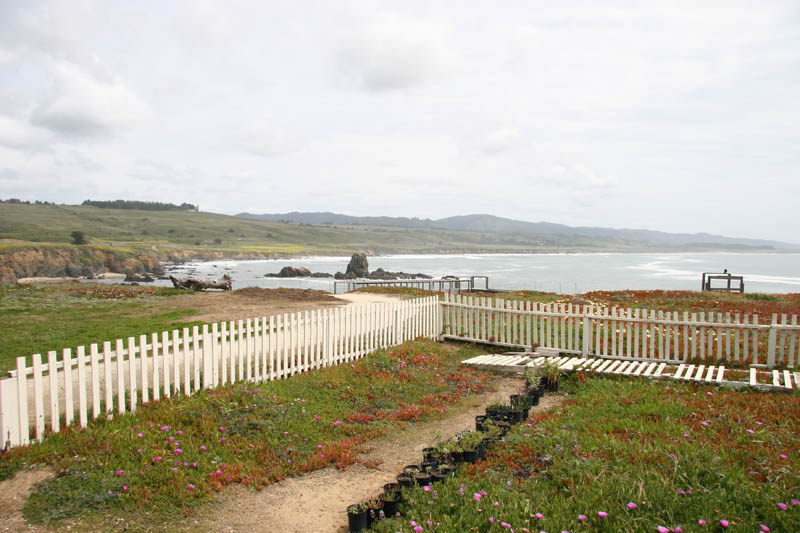 Coastal view south from Pigeon Point