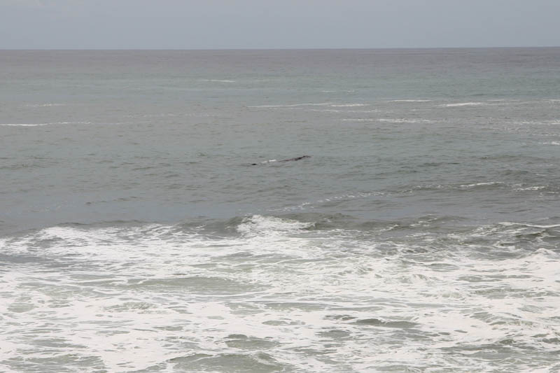 Hard to tell, but the dark mass sticking out of the water is a California Gray Whale