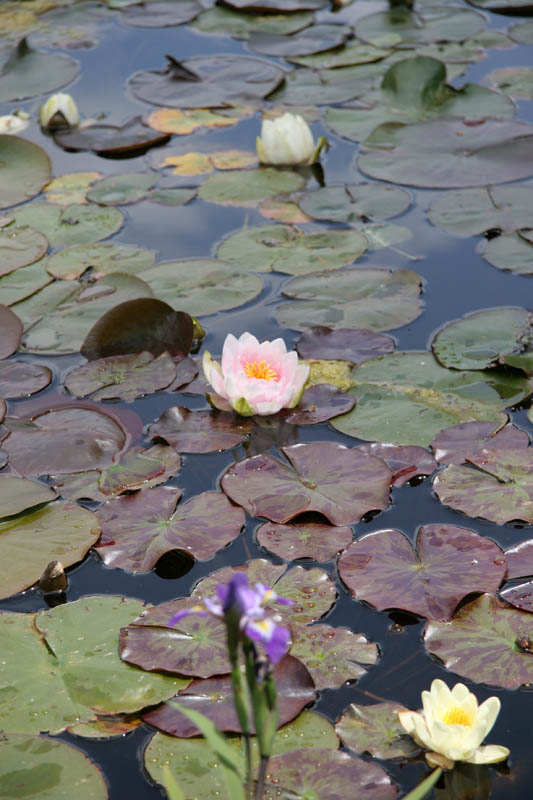 Lily pond at Frog's Leap