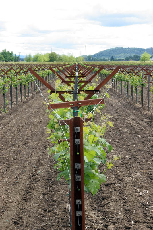 Symmetry, brought to you by the Califonia Wine Growers Association