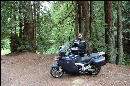 Joe being one with the redwoods, inland from Pescadero