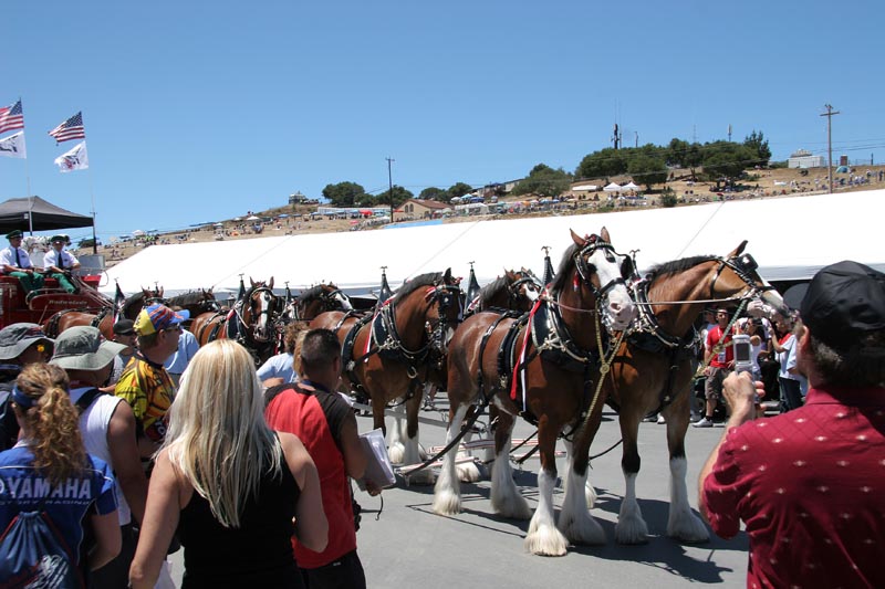 The Budweiser Clydesdales were there!