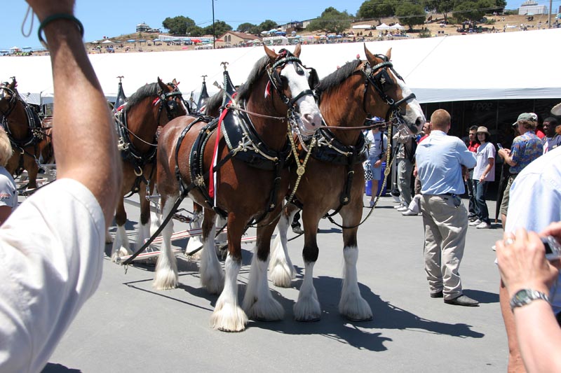 Those are some friggin' big horses!